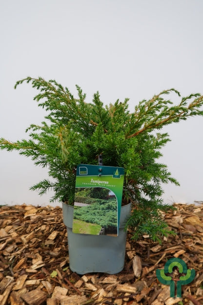 Jeneverbes (Juniperus squamata) 'Blue Swede'