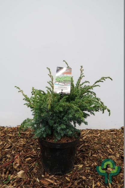 Jeneverbes (Juniperus squamata) 'Blue Swede'