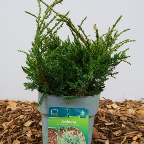 Jeneverbes (Juniperus squamata) 'Holger'