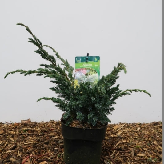 Jeneverbes (Juniperus squamata) 'Meyerii'