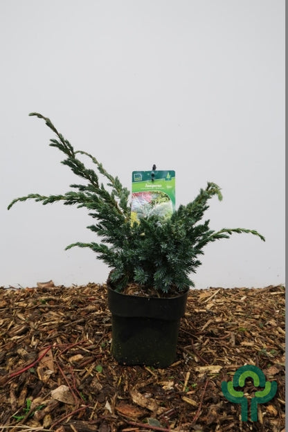 Jeneverbes (Juniperus squamata) 'Meyerii'