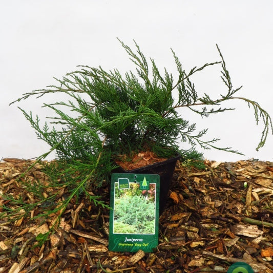 Jeneverbes (Juniperus virginiana) 'Grey Owl'