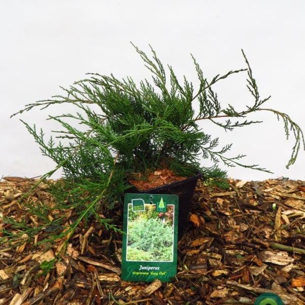 Jeneverbes (Juniperus virginiana) 'Grey Owl'