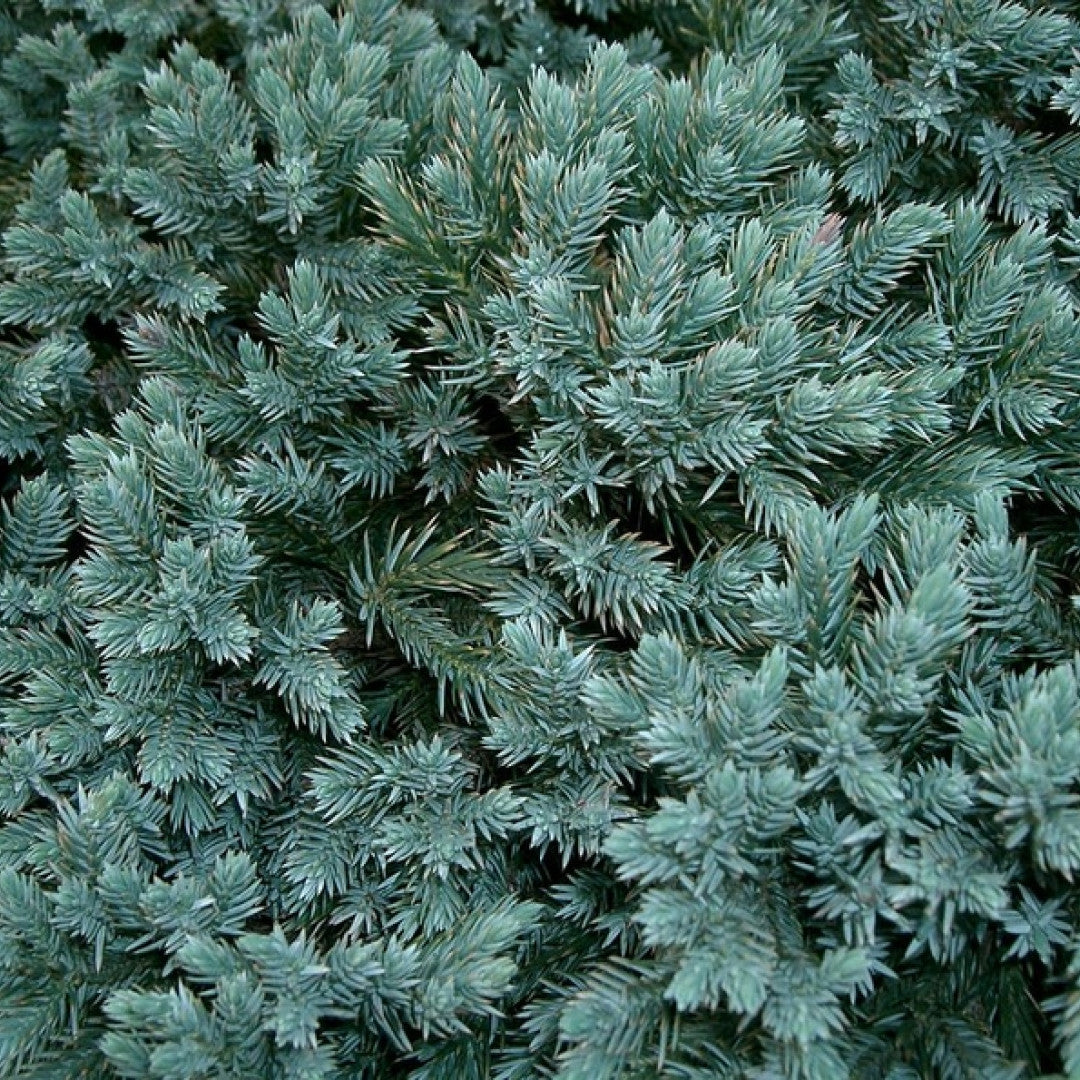 Jeneverbes (Juniperus squamata) 'Blue Star'