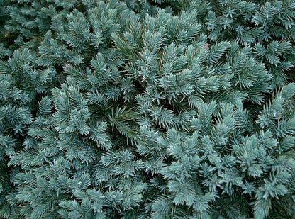 Jeneverbes (Juniperus squamata) 'Blue Star'