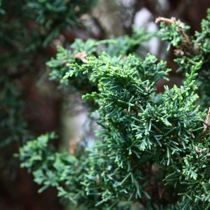 Jeneverbes (Juniperus chinensis) 'Blaauw'