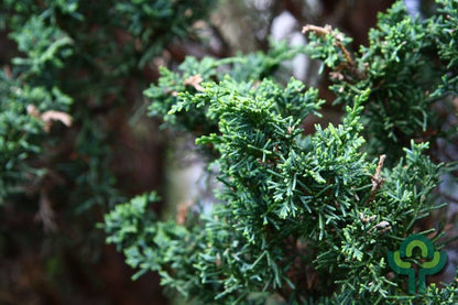 Jeneverbes (Juniperus chinensis) 'Blaauw'