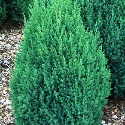 Jeneverbes (Juniperus chinensis) 'Stricta'