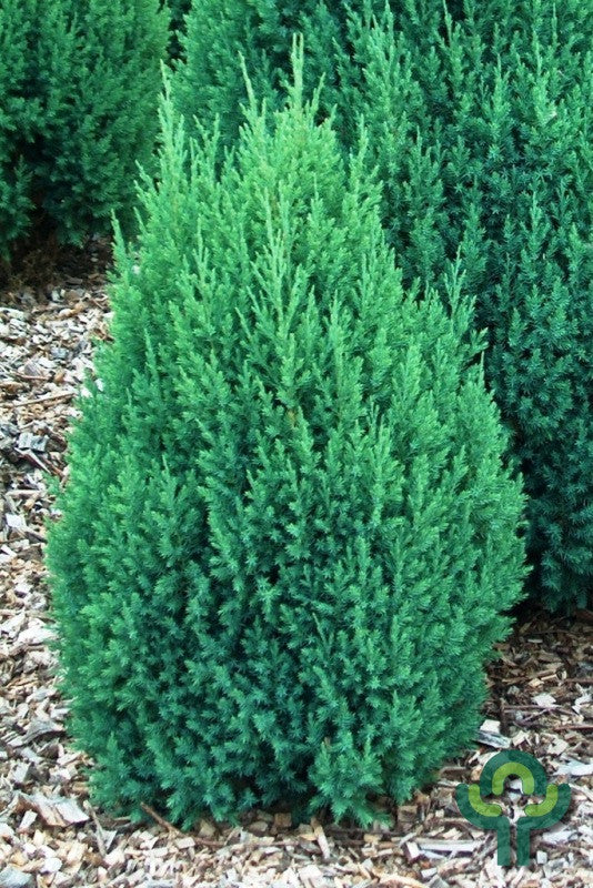 Jeneverbes (Juniperus chinensis) 'Stricta'