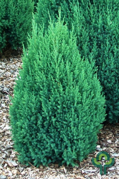 Jeneverbes (Juniperus chinensis) 'Stricta'