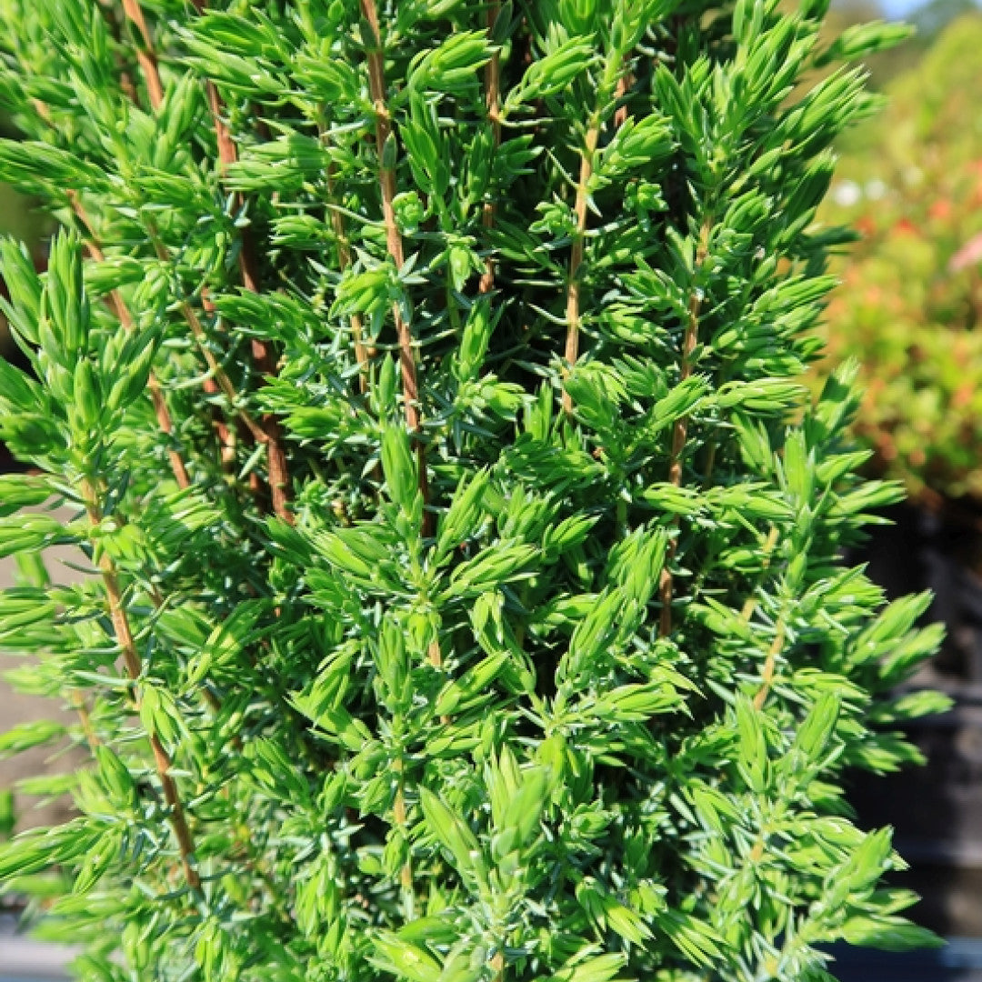 Jeneverbes (Juniperus communis) 'Arnold'