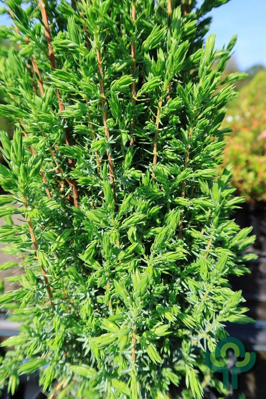 Jeneverbes (Juniperus communis) 'Arnold'