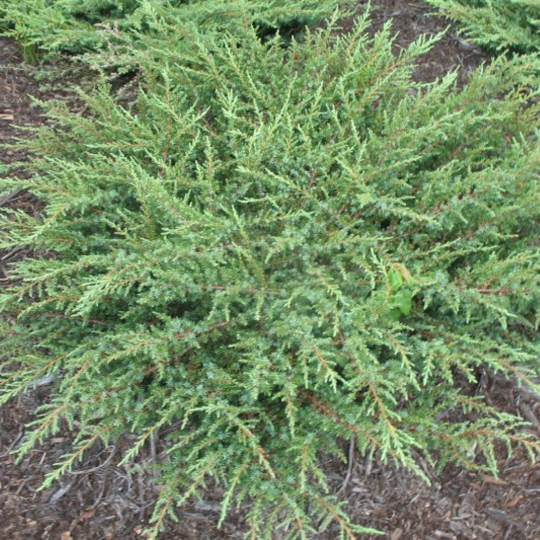 Jeneverbes (Juniperus communis) 'Green Carpet'