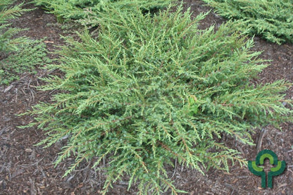 Jeneverbes (Juniperus communis) 'Green Carpet'
