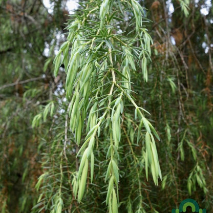 Jeneverbes (Juniperus communis) 'Oblonga Pendula'