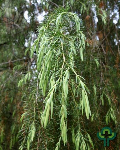 Jeneverbes (Juniperus communis) 'Oblonga Pendula'