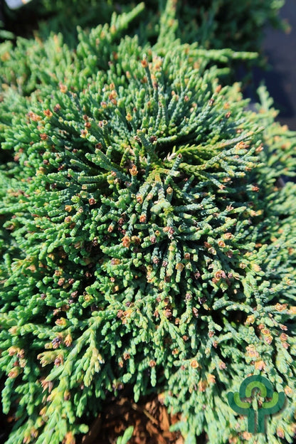 Jeneverbes (Juniperus horizontalis) Icee Blue