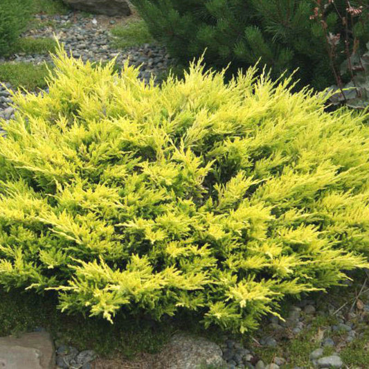 Jeneverbes (Juniperus horizontalis) 'Limeglow'