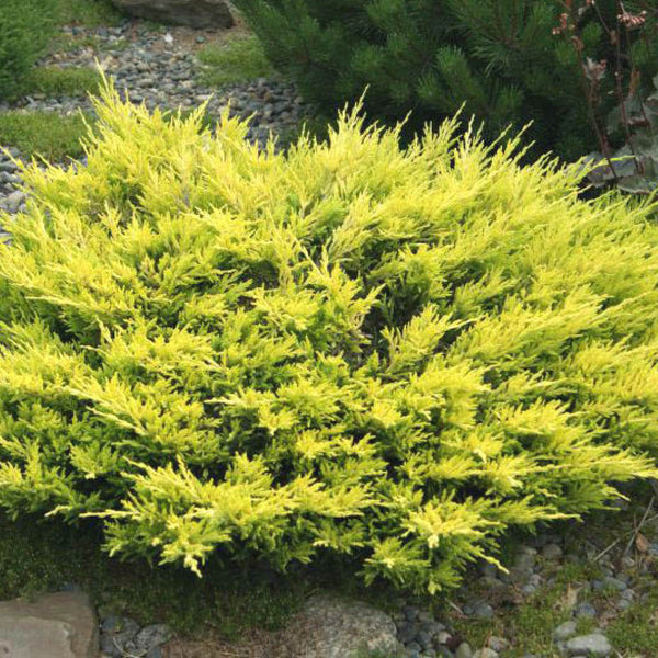 Jeneverbes (Juniperus horizontalis) 'Limeglow'
