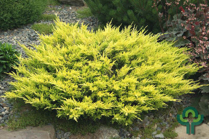 Jeneverbes (Juniperus horizontalis) 'Limeglow'