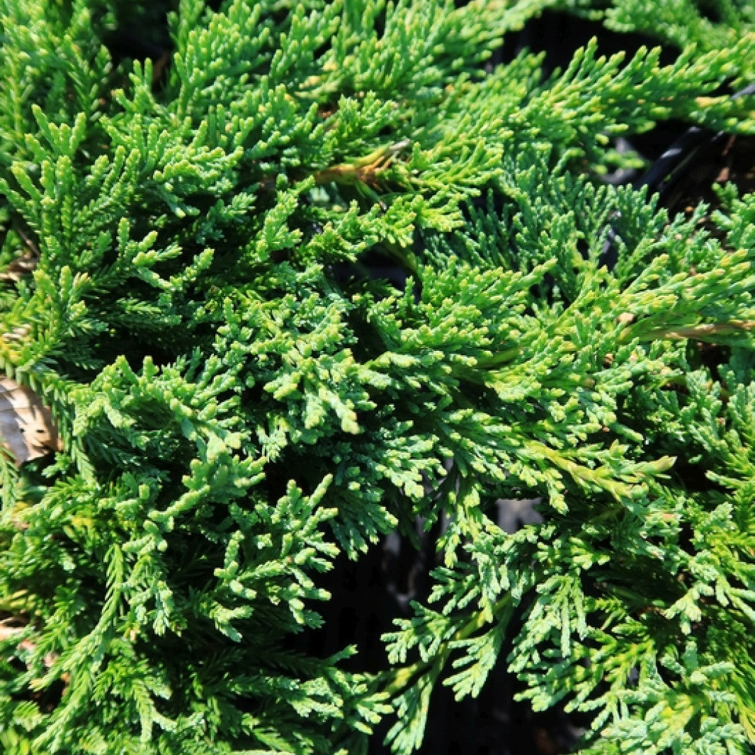 Jeneverbes (Juniperus horizontalis) 'Wiltonii'