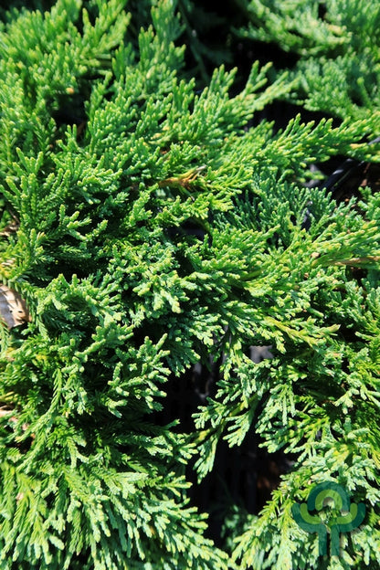 Jeneverbes (Juniperus horizontalis) 'Wiltonii'