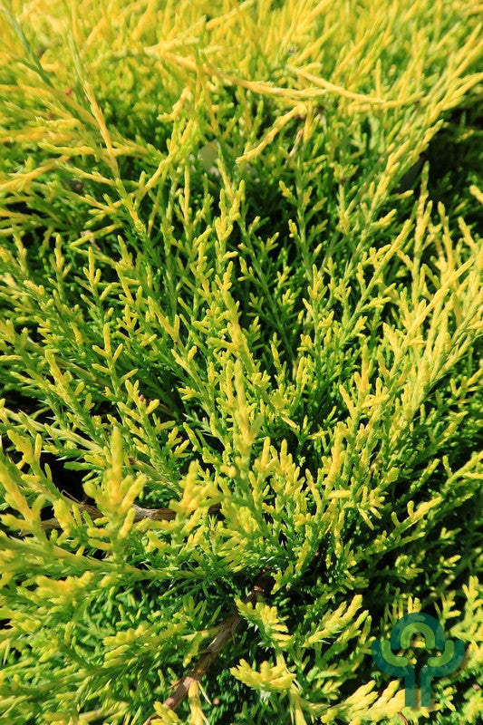 Jeneverbes (Juniperus pfitzeriana) 'Old Gold'