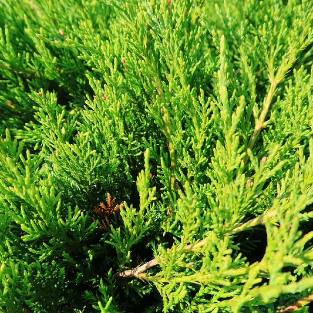 Jeneverbes (Juniperus pfitzeriana) 'Mint Julep'