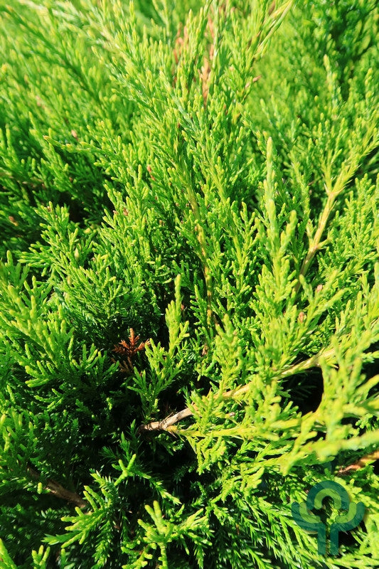 Jeneverbes (Juniperus pfitzeriana) 'Mint Julep'