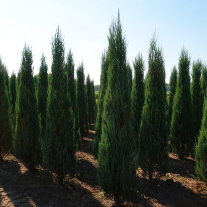 Jeneverbes (Juniperus scopulorum) 'Blue Arrow'