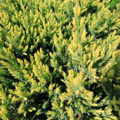 Jeneverbes (Juniperus squamata) 'Holger'