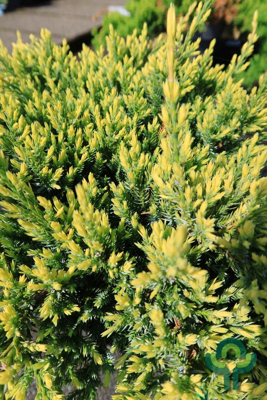 Jeneverbes (Juniperus squamata) 'Holger'