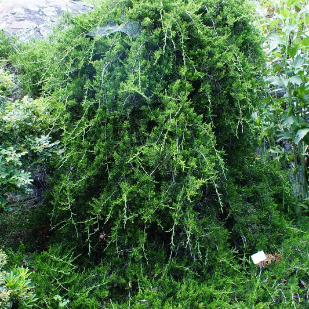 Jeneverbes (Juniperus virginiana) 'Pendula'
