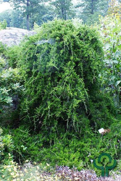 Jeneverbes (Juniperus virginiana) 'Pendula'