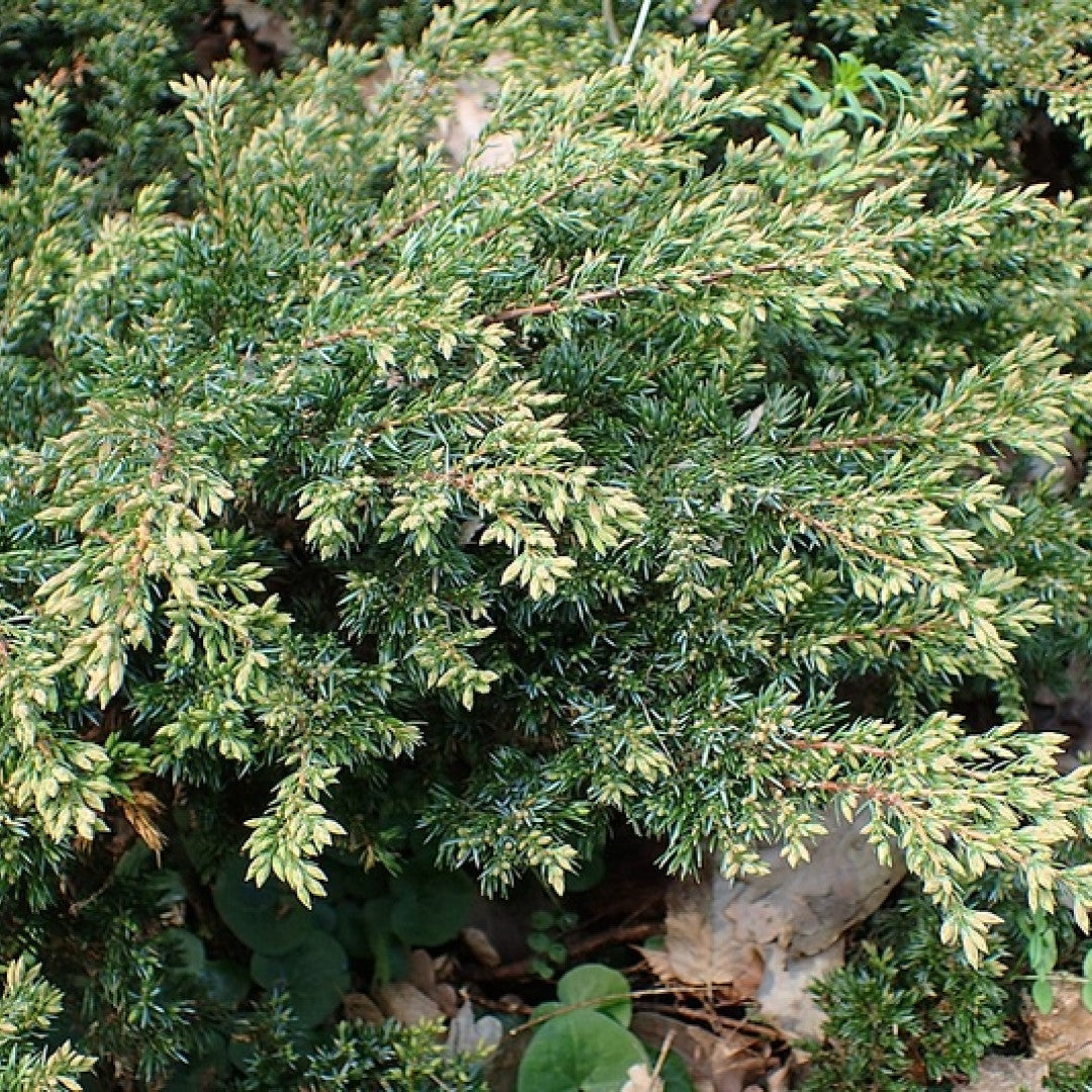 Jeneverbes (Juniperus communis) 'Repanda'