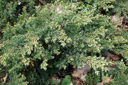 Jeneverbes (Juniperus communis) 'Repanda'