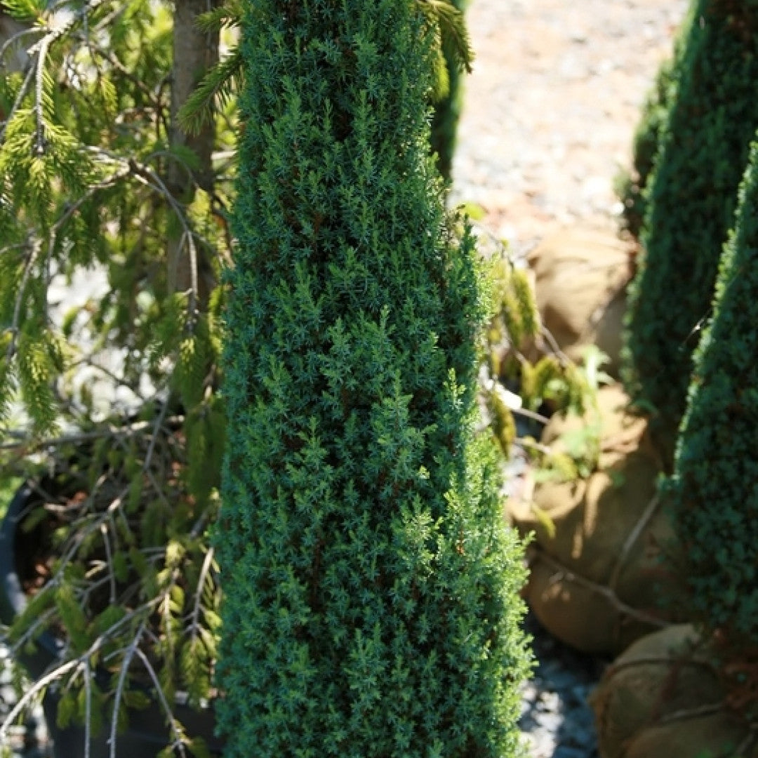 Jeneverbes (Juniperus communis) 'Compressa'