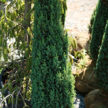 Jeneverbes (Juniperus communis) 'Compressa'