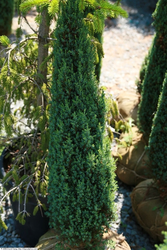 Jeneverbes (Juniperus communis) 'Compressa'
