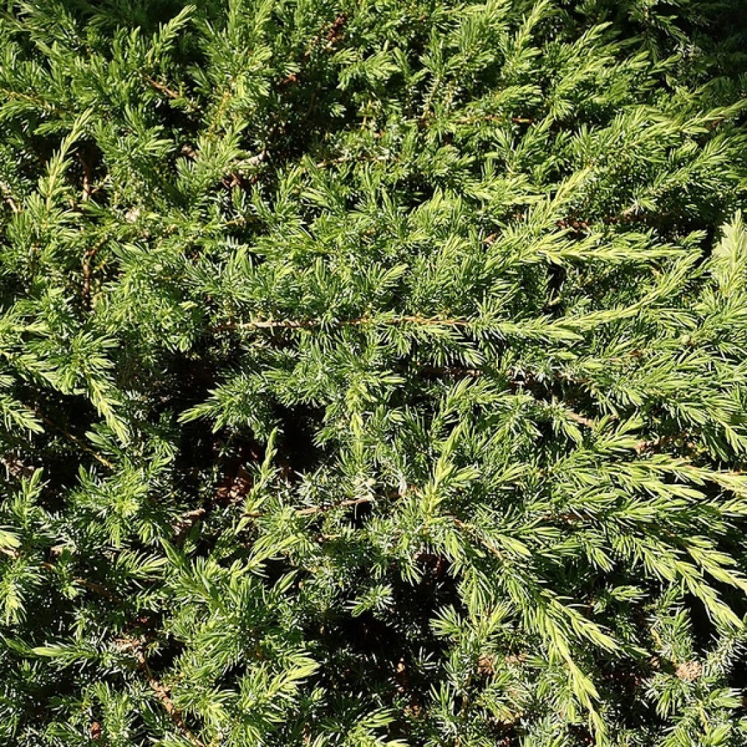Jeneverbes (Juniperus conferta) 'Schlager'