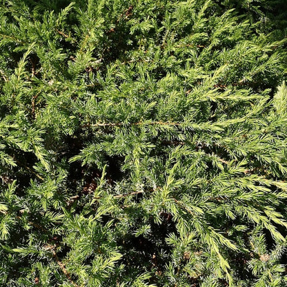 Jeneverbes (Juniperus conferta) 'Schlager'