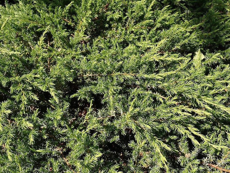 Jeneverbes (Juniperus conferta) 'Schlager'