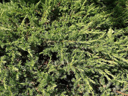 Jeneverbes (Juniperus conferta) 'Schlager'