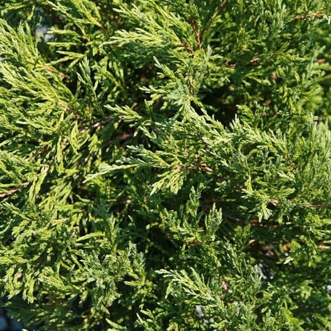 Jeneverbes (Juniperus horizontalis) 'Andorra Compact'