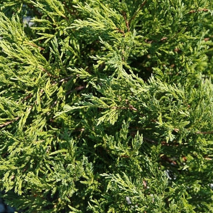 Jeneverbes (Juniperus horizontalis) 'Andorra Compact'