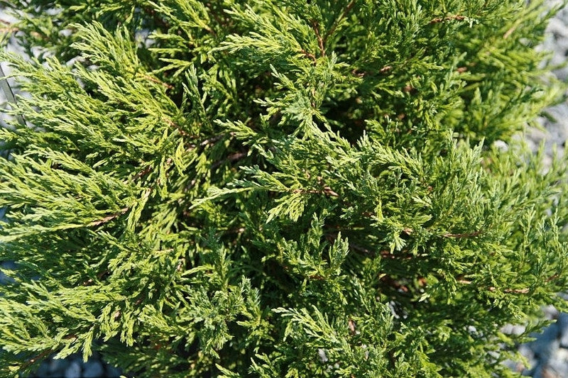 Jeneverbes (Juniperus horizontalis) 'Andorra Compact'