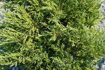 Jeneverbes (Juniperus horizontalis) 'Andorra Compact'