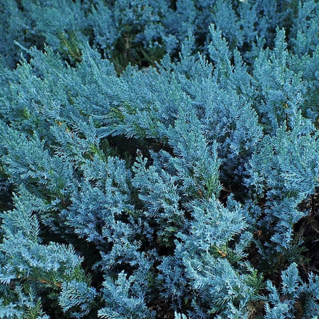 Jeneverbes (Juniperus horizontalis) 'Blue Chip'