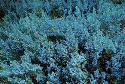 Jeneverbes (Juniperus horizontalis) 'Blue Chip'