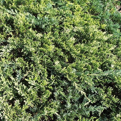 Jeneverbes (Juniperus horizontalis) 'Golden Carpet'